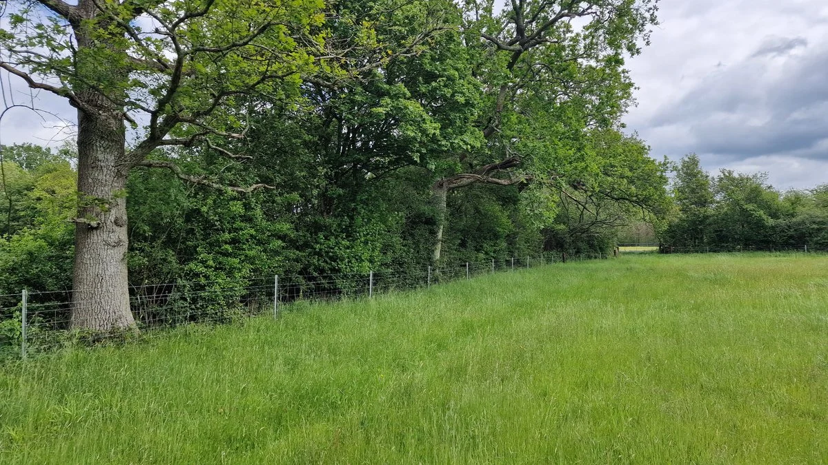 Mature trees and grassland photographed during Leith Ecology fieldwork
